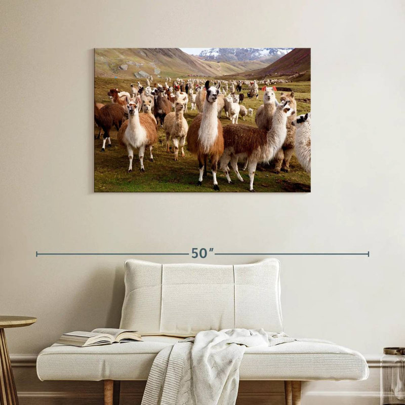Brampt Peruvian Alpacas And Llamas, 26" H x 39" W