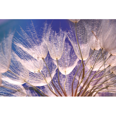 Dandelion seed 168301392