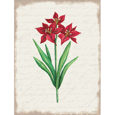 " Red Amaryllis Botanical II "