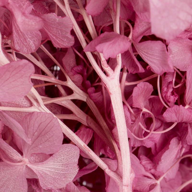 Natural Botanicals 15" Hydrangea with Multiple Branch Segments, Preserved, Brombeer