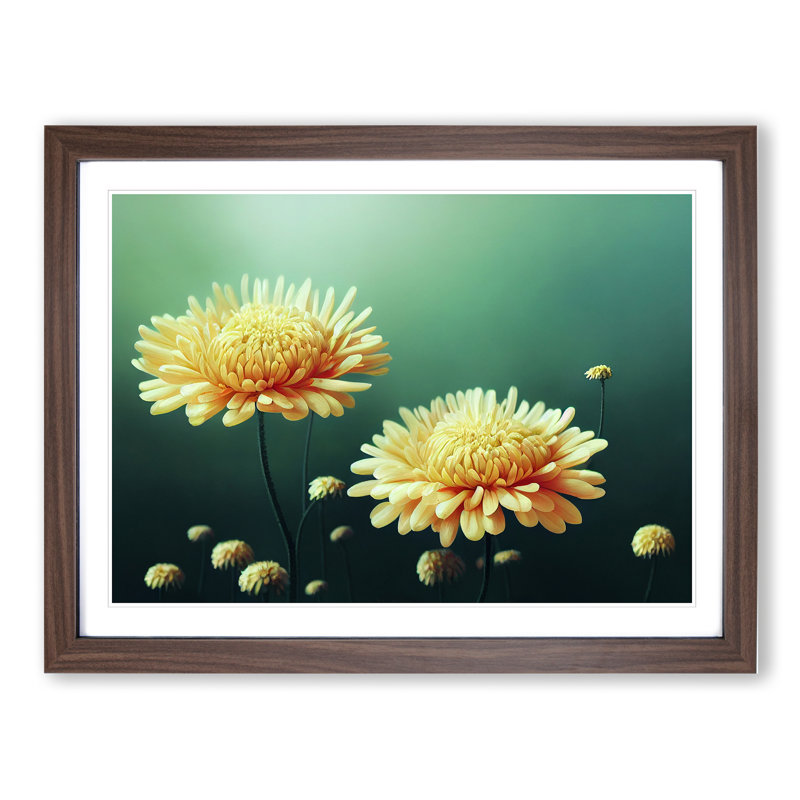 Intriguing Chrysanthemum Flowers - Framed Print, 34cm H x 46cm W x 2cm D, Walnut