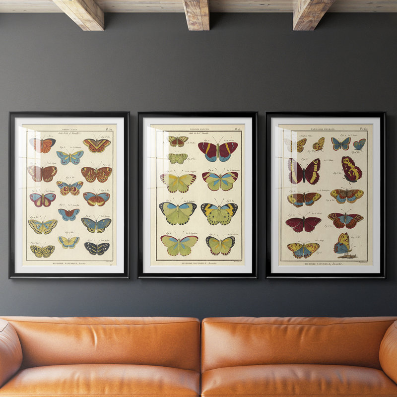 Histoire Naturelle Butterflies I - Impression personnalisée de qualité supérieure avec passe-partout - 3 pièces, Noir