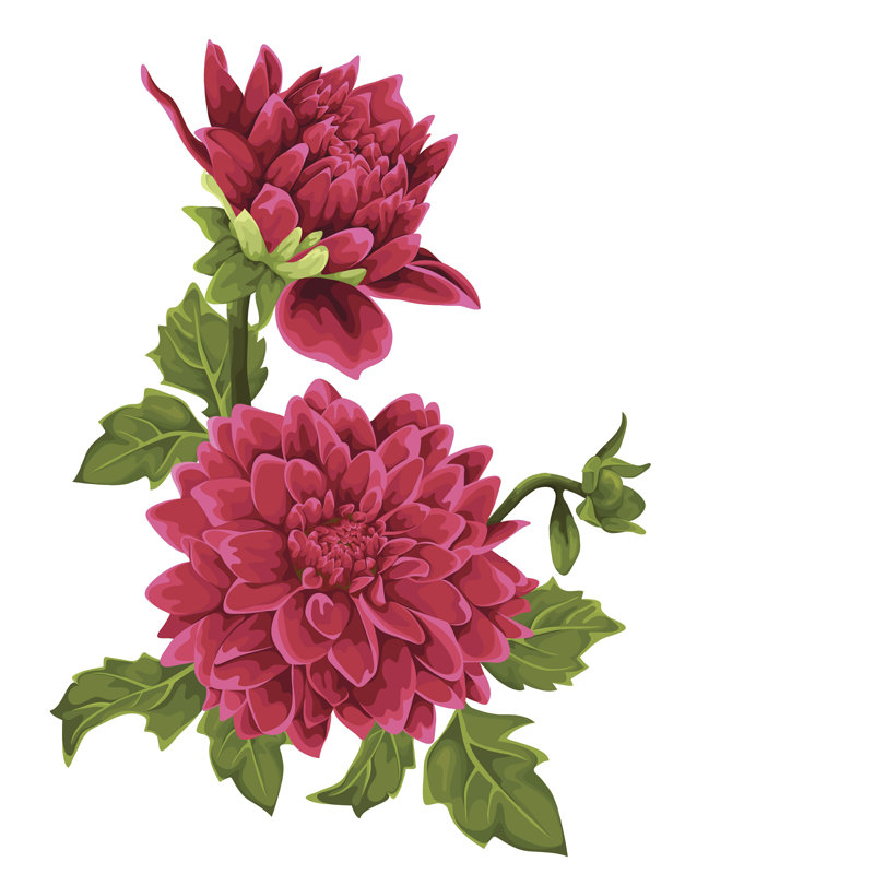 «Dahlia Flowers» par Jbunina - impression sur toile tendue, H 20 po x l 20 po