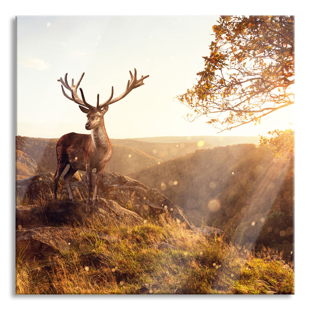 Glasbild Anmutiges Reh bei Sonnenuntergang