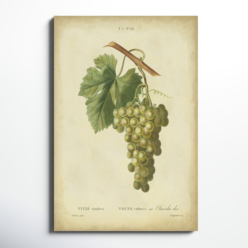 Antique Bessa Grapes II, peinture sur toile, H 48 po x l 32 po