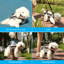 Harnais pour chien