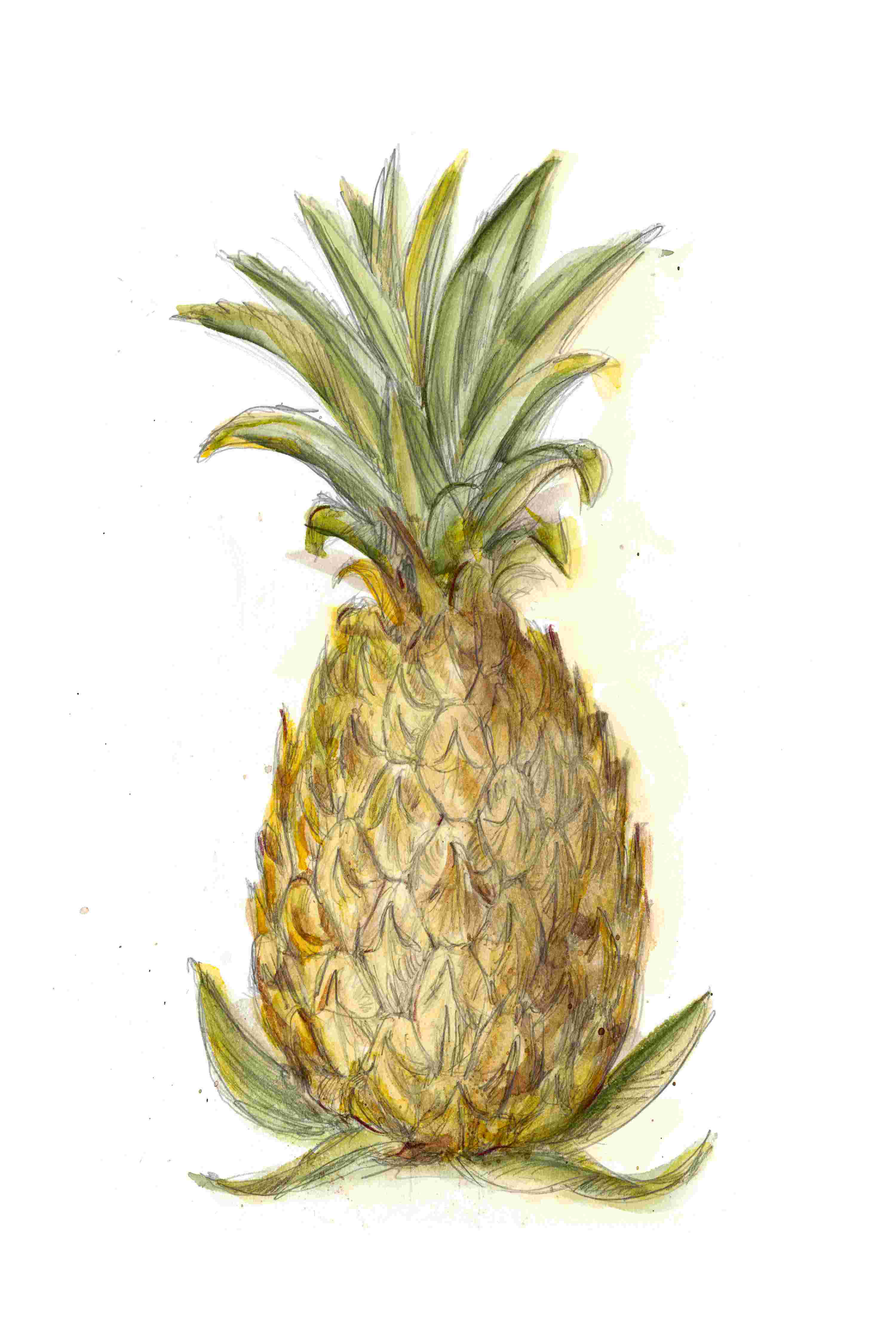How to Draw a Pineapple - Tropical Fruit Sketching Session
