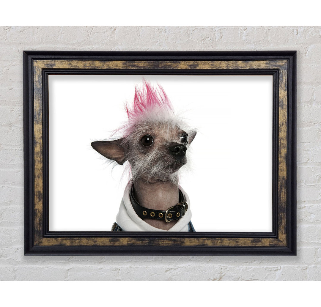 Gerahmtes Leinwandbild Chinese Crested Punk Dog