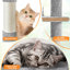 Cat Tree-105286891-101437451
