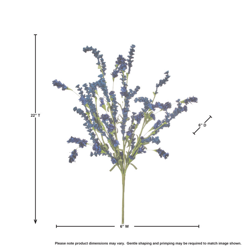 22 po Clover Berry Bush, Bleu
