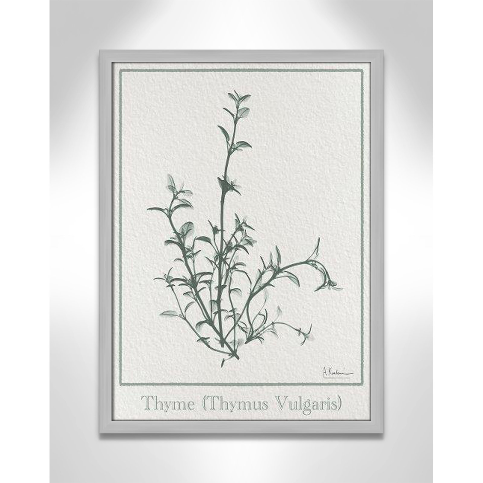 Jeanette "Thymus Vulgaris" Print, 23" H x 17" W x 1.25" D, Matte Silver Framed Paper