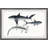 Clauson 'Sharks' Framed Print-2086384067