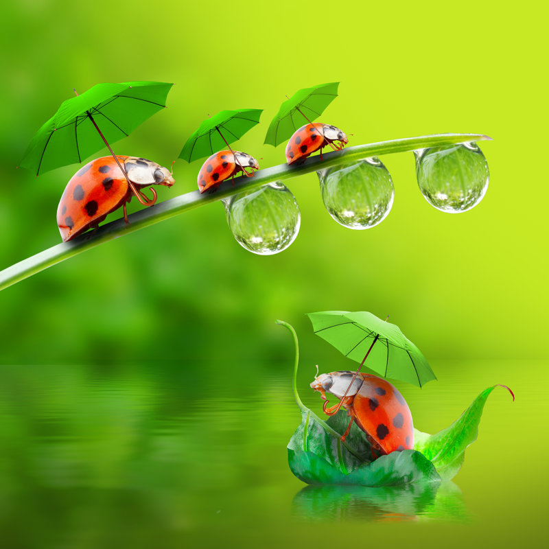 Ladybugs With Umbrela - Wrapped Canvas Print, 51cm H x 51cm W x 3.8cm D