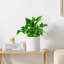 FLHPOT Ceramic Pot Planter