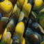 Tapisserie murale «Fruit Greengage»-133642980
