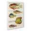 East Indies Fish Illustrations XX by Louis Renard - Wrapped Canvas-55372890