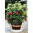 Ups-A-Daisy Round Indoor/Outdoor Planter Insert-327278886-327278887