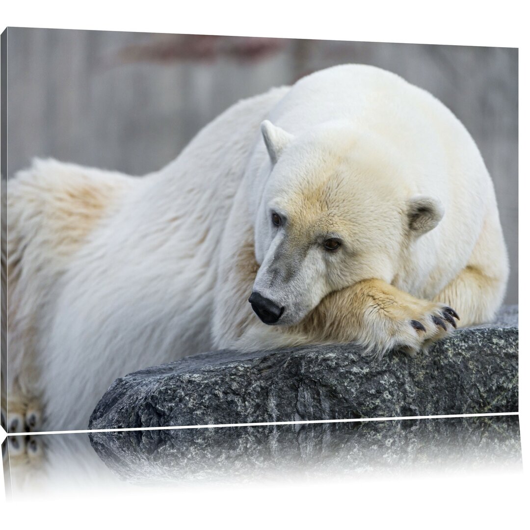 Schlafender Eisbär Druck auf Leinwand