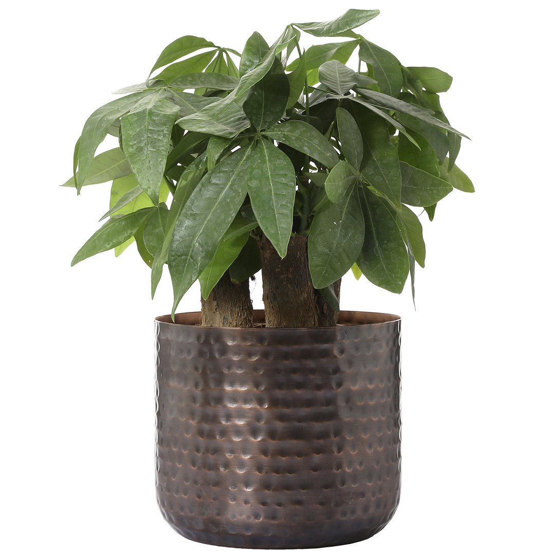 Aivi Vintage Copper Hammered Pot Planter Dakota Fields