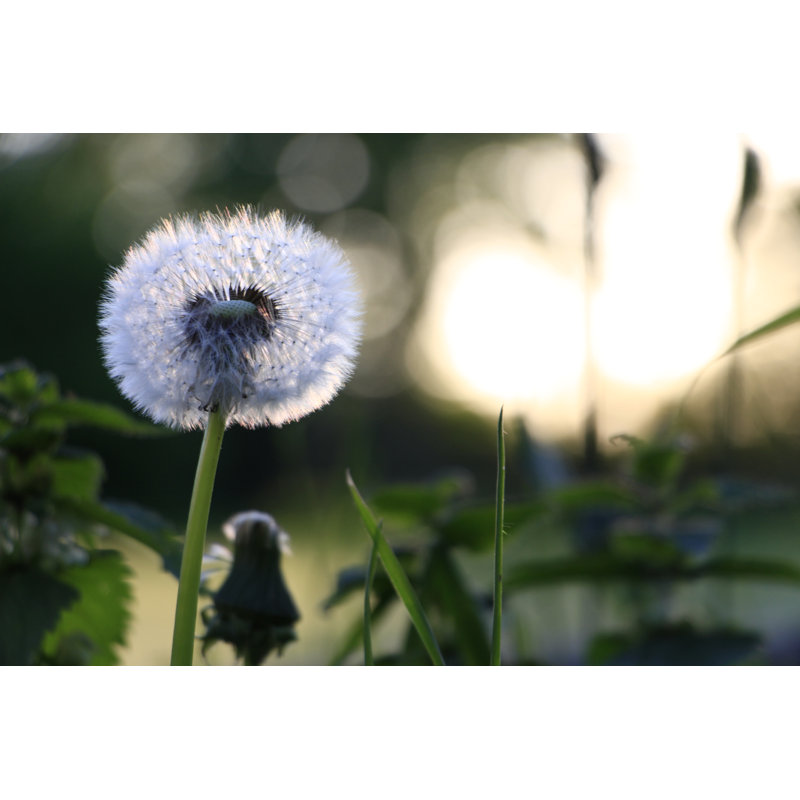 Dandelion In Summer by Nicole Thieme - Wrapped Canvas Print, 20cm H x 30cm W
