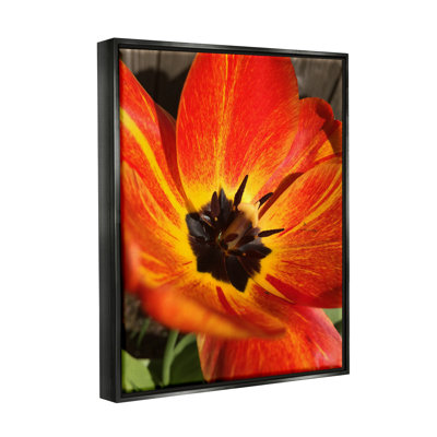 "Bold Red Poppy Flower Blossom Petals" par Heidi Bannon - Photographie de cadre flottant sur toile