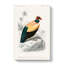 King Vulture Illustration by Charles D Orbigny - Wrapped Canvas-55309990
