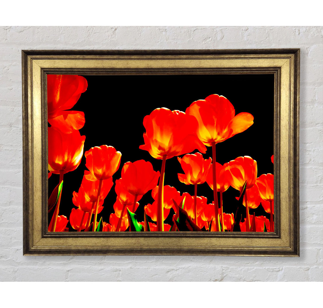 Orange Tulpen Schwarzer Himmel - Einzelne Bilderrahmen Kunstdrucke