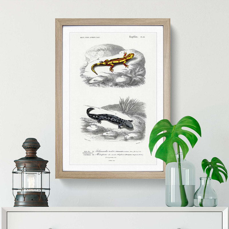 Salamander Illustrations PL. 18 by Charles d' Orbigny - Picture Frame Painting Print, 48cm H x 36cm W x 2cm D, Oak Framed