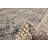Sienna Brown Rug 6'0" x 8'8"
