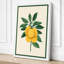 Lemon Study Botanical - Wrapped Canvas-176366582-176366584