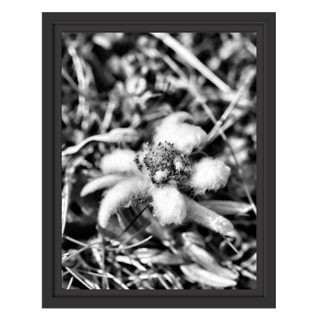 Gerahmter Fotodruck Fluffy White Flower