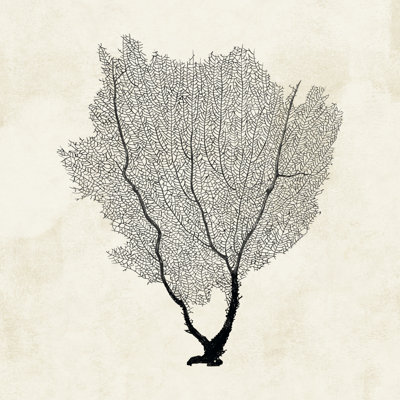 Sea Fan Sketch II 1 Piece Wrapped Canvas Wall Art