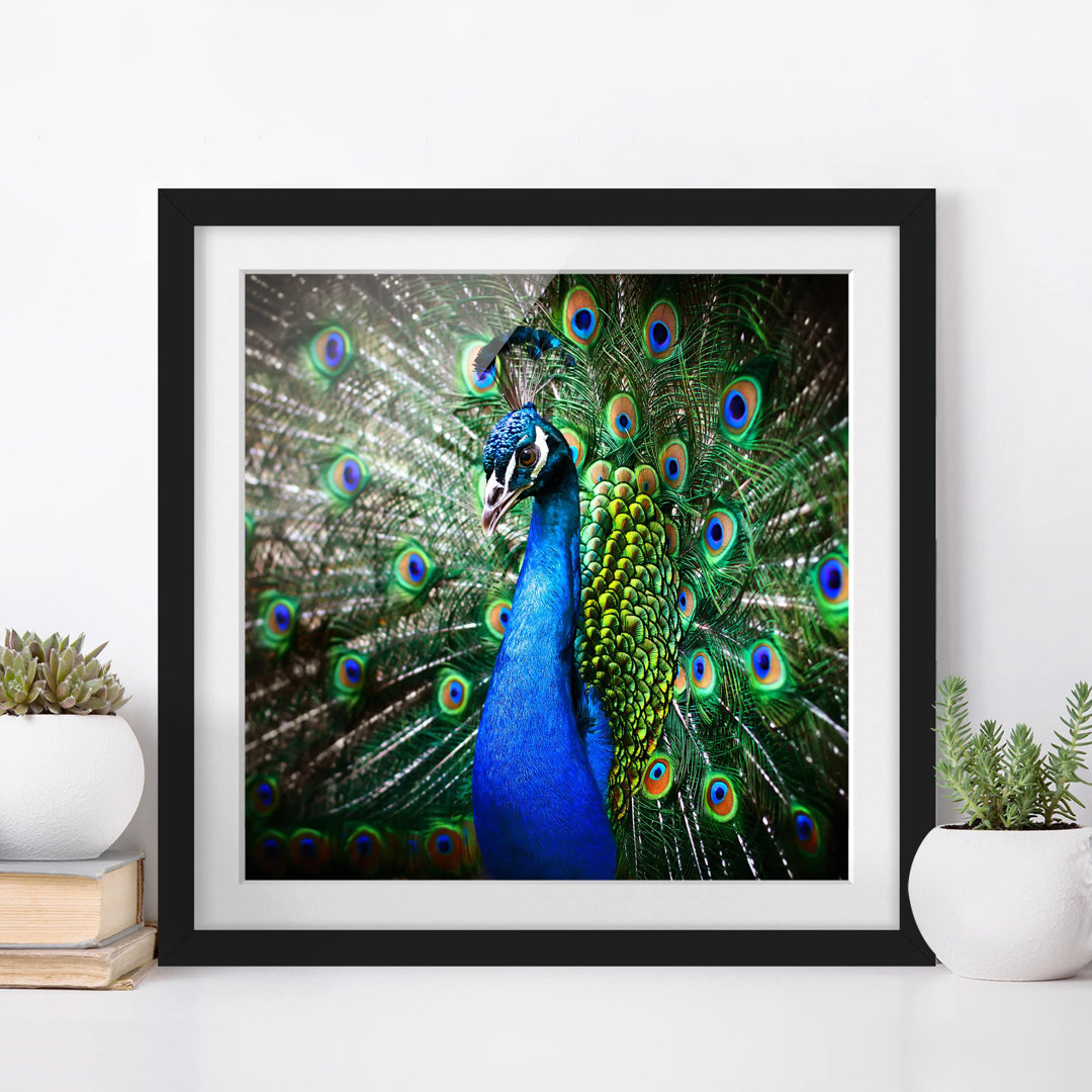 Gerahmtes Poster Elegant Peacock