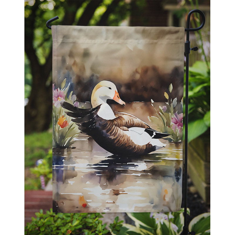 Drapeau commun du jardin du canard Eider_DAC3203