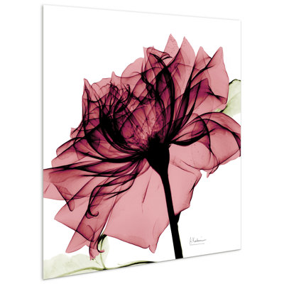 Chianti Rose I by Albert Koetsier - Photograph on Glass