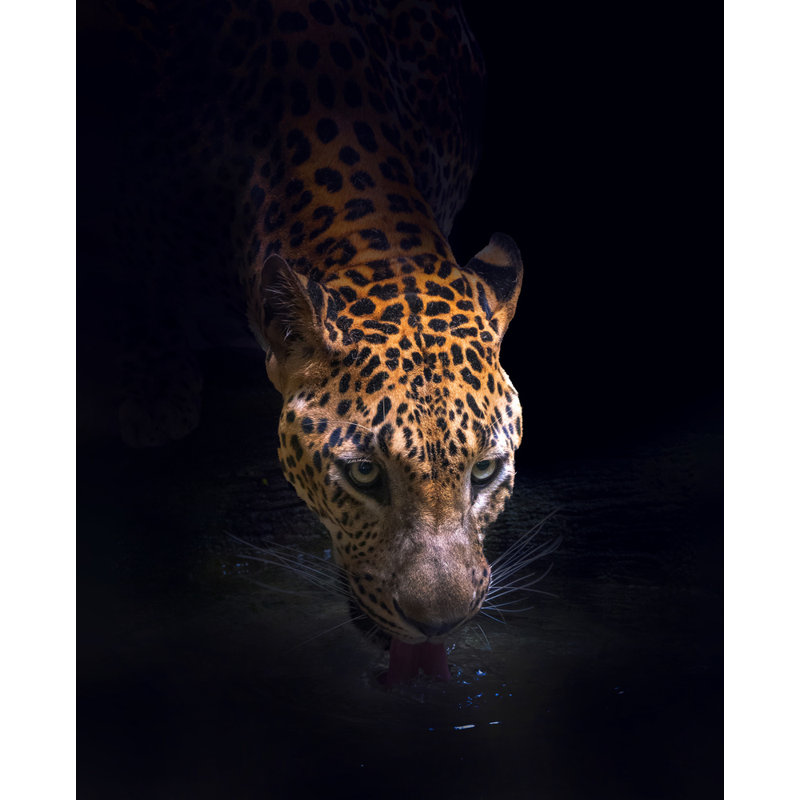 Wrapped Canvas Print, 76.2 cm H x 50.8 cm W