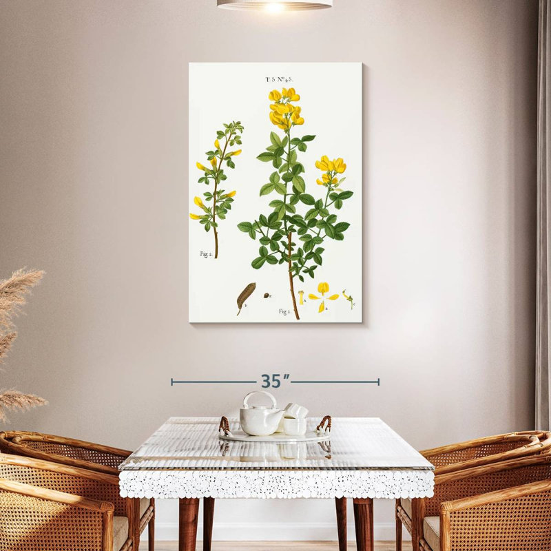 Keiri Common Cytisus Cytisus Biflorus, 45" H x 30" W