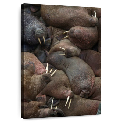 Rookery Brampt Walrus