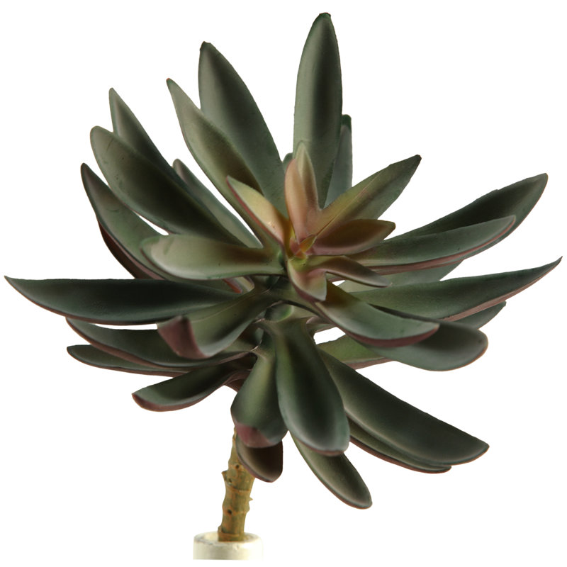 Tige Echeveria