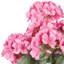 Buisson de géranium artificiel 19,5 po-20583791