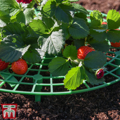 Croyle Strawberry Plant Support Frame (x5)