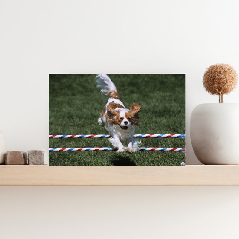 2000S Cavalier King Charles Spaniel Dog Agility Jumping Classic Retro Vintage Dog Wall Art, H 12 po x l 18 po
