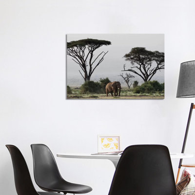 Africa, Kenya, Amboseli National Park. Elephant and Umbrella Thorn Acacia Trees 1 Piece Wrapped Canvas Wall Art