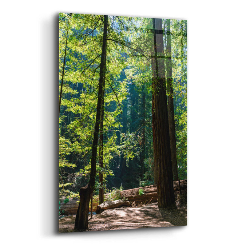 «Trees 3» par Epic Portfolio, art mural en verre acrylique, H 16 po x l 12 po x P 0,13 po