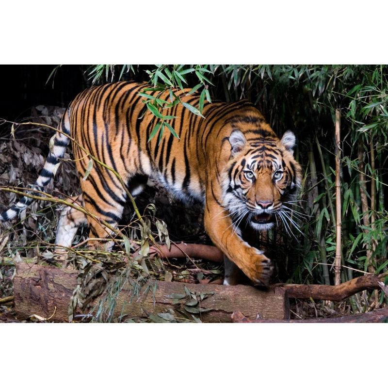 Tigre par Elshaneo - Photographie sur toile tendue, L 48 po x H 32 po