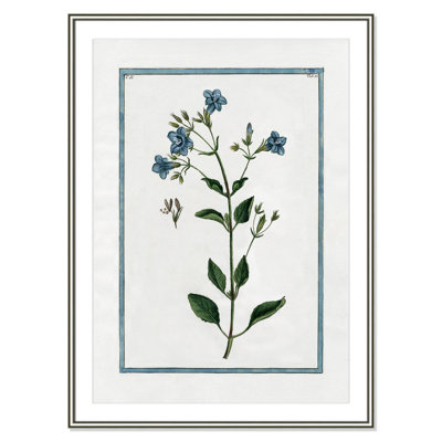 Colombe "Shabby Elegance Botanical II" Print