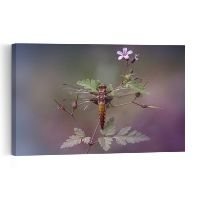 Resting Dragonfly Delicate Serene Dragonfly Flower Nature Wall Art Print by Fabrizio Daminelli - Print