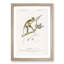 Grivet Monkey PL. 6 by Charles D'Orbigny - Picture Frame Painting Print-55608946-55608947