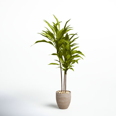 68'' Faux Dracaena Tree in Ceramic Planter