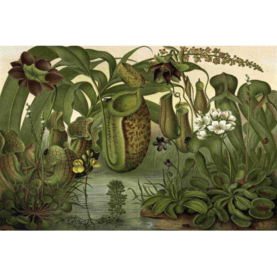 " Venus Fly Trap "